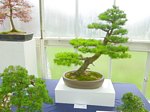 Scottish_Bonsai_Show_2012